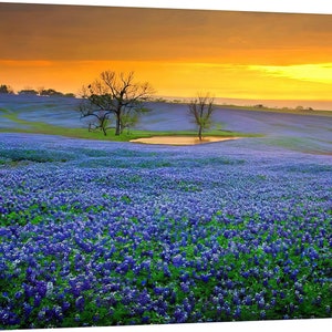Texas Springtime Sunset Vista Bluebonnets Field Pond Original ...