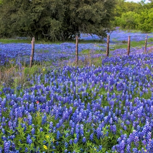 Texas Springtime Bluebonnets Fence original photograph Canvas Art Wild Flowers Landscape Photo image 1
