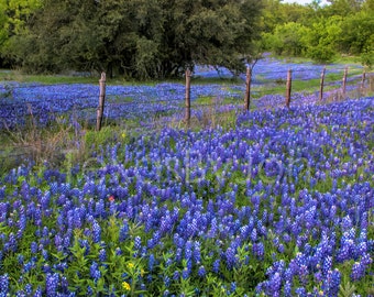 Texas Springtime Bluebonnets Fence original photograph - Canvas Art Wild Flowers Landscape Photo