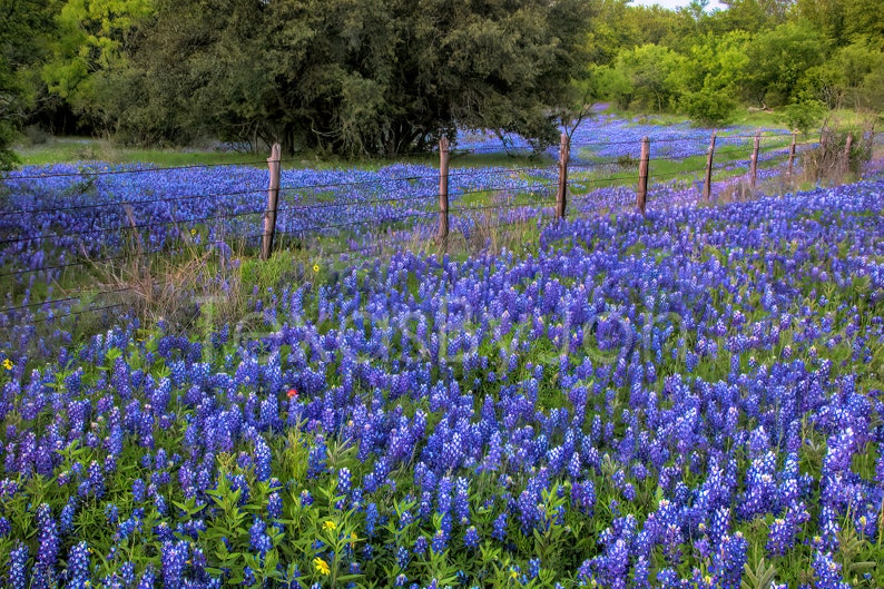 Texas Springtime Bluebonnets Fence original photograph Canvas Art Wild Flowers Landscape Photo image 1