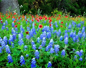 Texas Wildflower Bluebonnets Indian Blanket original photograph - Canvas Art Wild Flowers Landscape Photo