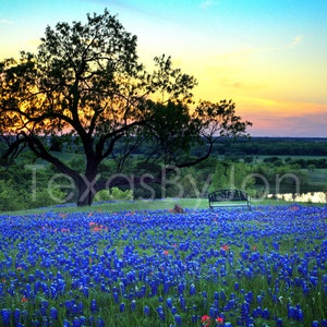 Texas Bluebonnets Springtime Vista Sunset Paintbrush Pond Bench original photograph - Canvas Art Wild Flowers Landscape Photo