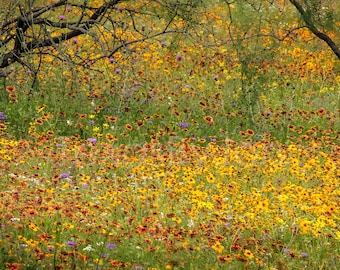 Texas Wildflower Field Rustic Indian Blanket original photograph - Canvas Art Wild Flowers Landscape Photo