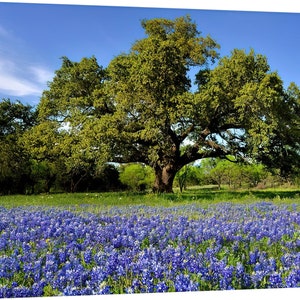 Texas Wildflower Bluebonnets Oak Tree original photograph Canvas Art Wild Flowers Landscape Photo image 3