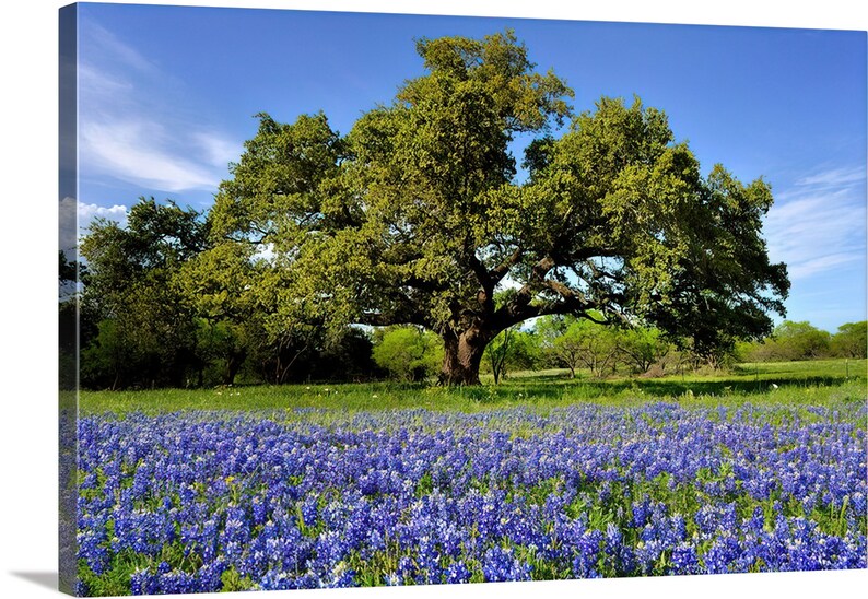Texas Wildflower Bluebonnets Oak Tree original photograph Canvas Art Wild Flowers Landscape Photo image 3