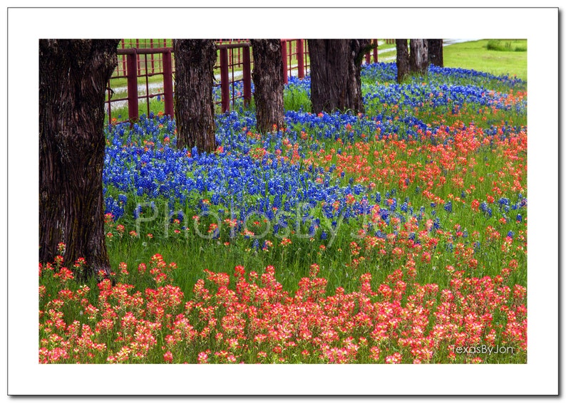 Texas Bluebonnets Springtime Paintbrush Treeline Original Photograph ...