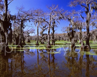 Fantasy Forest - 8x12 signed original photograph, Caddo Lake Cypress trees