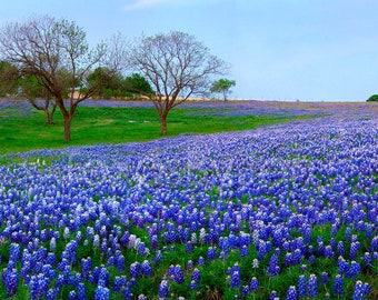 Texas Wildflower Bluebonnets Vista Field original photograph - Canvas Art Wild Flowers Landscape Photo