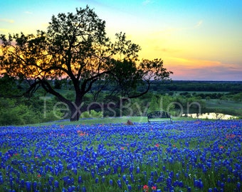 Texas Bluebonnets Springtime Sunset Vista Pond Bench original photograph - Canvas Art Wild Flowers Landscape Photo