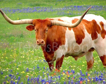 Texas Longhorn Bluebonnets original photograph - Canvas Art Wild Flowers Landscape Photo