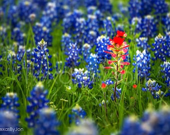 Texas Bluebonnets Springtime Paintbrush original photograph - Canvas Art Wild Flowers Landscape Photo