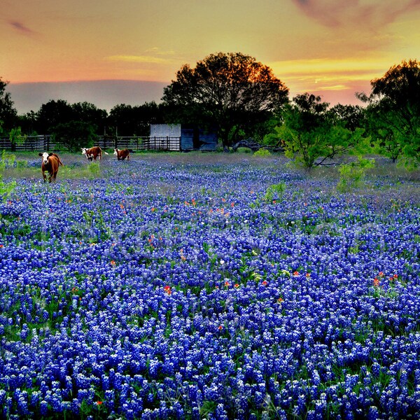 Texas Wildflowers - Etsy