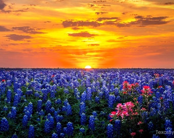 Texas Bluebonnets Springtime Sunset Paintbrush original photograph - Canvas Art Wild Flowers Landscape Photo