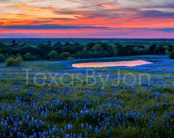 Texas Bluebonnets Springtime Sunset Paintbrush original photograph - Canvas Art Wild Flowers Landscape Photo