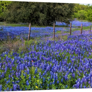 Texas Springtime Bluebonnets Fence original photograph Canvas Art Wild Flowers Landscape Photo image 3