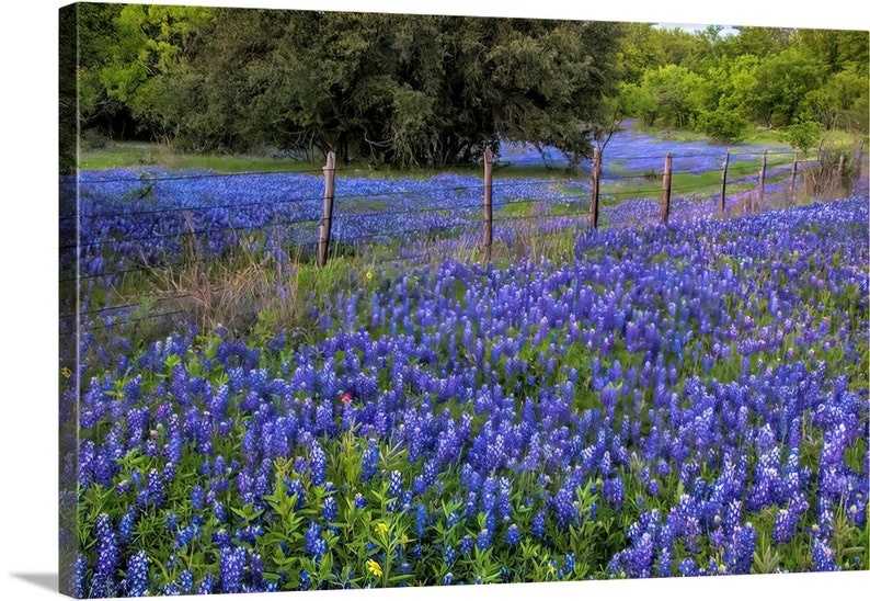 Texas Springtime Bluebonnets Fence original photograph Canvas Art Wild Flowers Landscape Photo image 3