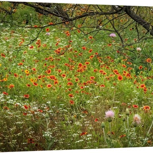 Texas Wildflower Field Rustic Indian Blanket original photograph Canvas Art Wild Flowers Landscape Photo image 3