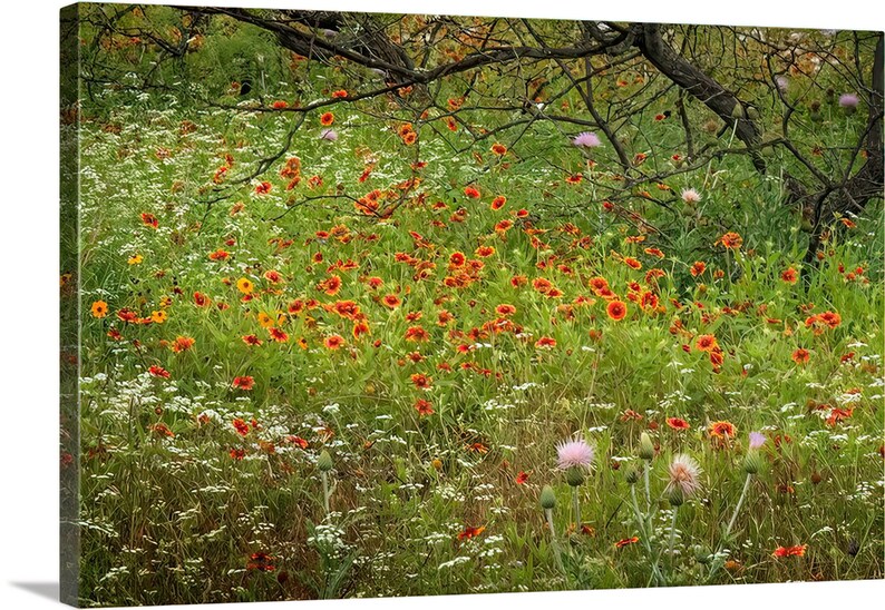 Texas Wildflower Field Rustic Indian Blanket original photograph Canvas Art Wild Flowers Landscape Photo image 3