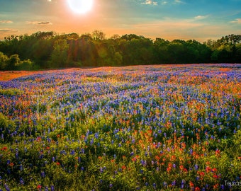 Texas Bluebonnets Springtime Sunset Paintbrush Sky original photograph - Canvas Art Wild Flowers Landscape Photo