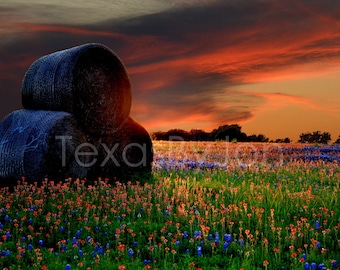 Texas Wildflower Bluebonnets Paintbrush Sunset Hay Bales original photograph - Canvas Art Wild Flowers Landscape Photo