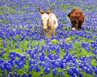 Texas Springtime Bluebonnets Burros Donkeys original photograph - Canvas Art Wild Flowers Landscape Photo