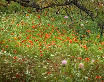 Texas Wildflower Field Rustic Indian Blanket original photograph - Canvas Art Wild Flowers Landscape Photo