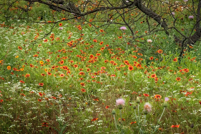 Texas Wildflower Field Rustic Indian Blanket original photograph Canvas Art Wild Flowers Landscape Photo image 1