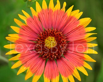 Texas Indian Blanket Gallardia original photograph - Canvas Art Wild Flowers Landscape Photo