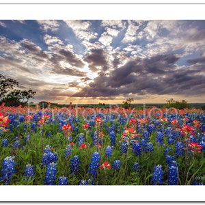 Texas Bluebonnets Springtime Sun Sky Paintbrush original photograph Canvas Art Wild Flowers Landscape Photo image 4