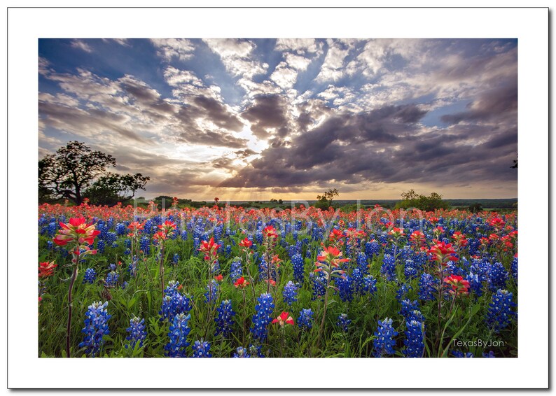 Texas Bluebonnets Springtime Sun Sky Paintbrush original photograph Canvas Art Wild Flowers Landscape Photo image 4