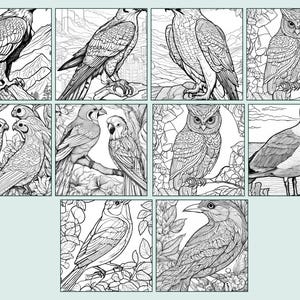 70 Printable Bird Coloring Pages: A Collection of Diverse Birds for All ...
