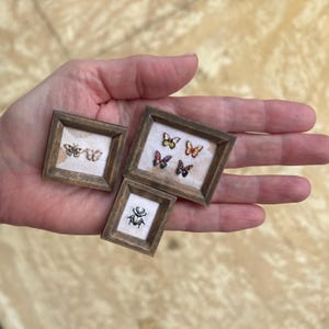 Op de afbeelding: Drie miniatuur ingelijste kunstwerken met insecten- en vlinderontwerpen. De frames zijn gemaakt van hout met een rustieke afwerking. Het kunstwerk bevat gedetailleerde afbeeldingen van vlinders en een kever, met verschillende kleuren en patronen.