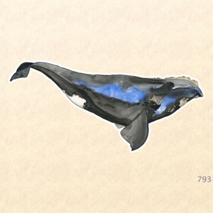 Noordkaper Sticker Aquarel Art Sea Life Sticker Nautische Sticker Wildlife Sticker Laptop Sticker Waterfles Sticker Macbook Decal