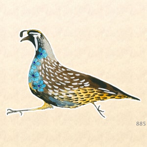 Geblümtes Tal Wachtel Sticker Vogel Sticker Blumen Sticker Wasserflasche Sticker Scrapbooking Sticker Macbook Aufkleber Aquarell