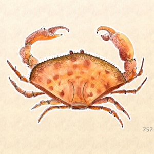 Crab Sticker Dungeness Crab Sticker Sea Life Sticker Animal Sticker Water Bottle Sticker Scrapbooking Sticker Macbook Decal