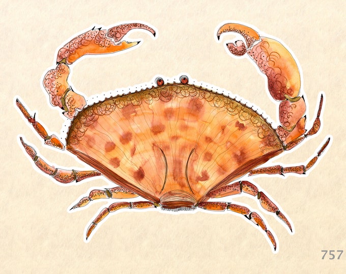 Crab Sticker Dungeness Crab Sticker Sea Life Sticker Animal Sticker Water Bottle Sticker Scrapbooking Sticker Macbook Decal