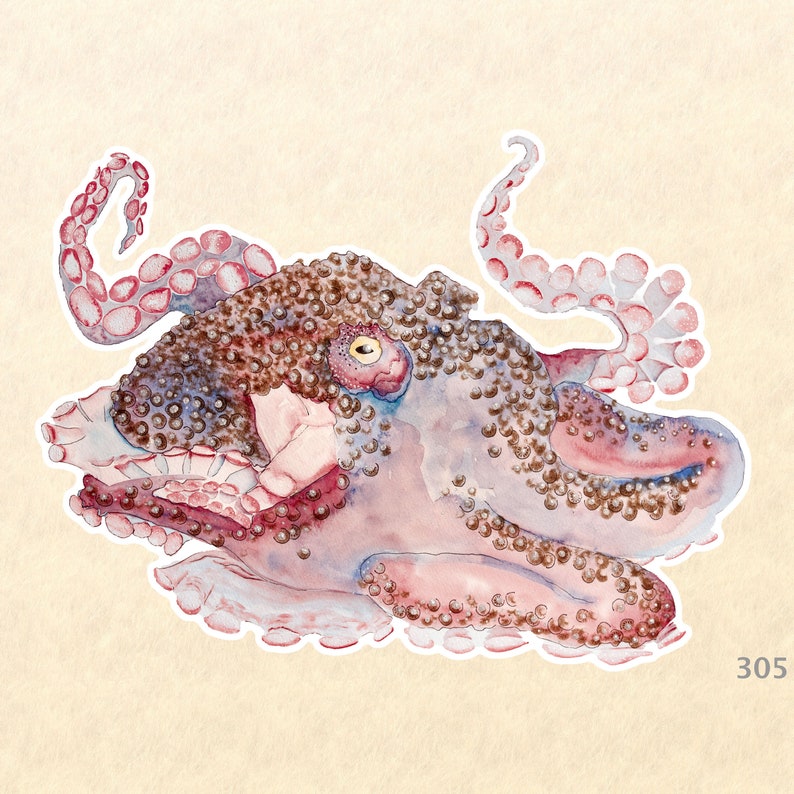May include: A watercolor painting of an octopus with a pink and purple body and brown spots. The octopus has eight tentacles and is curled up in a ball.