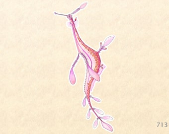 Sea Horse Sticker Sea Life Sticker Beach Sticker Nautical Sticker Laptop Sticker Water Bottle Sticker Decorative Sticker Watercolor Art