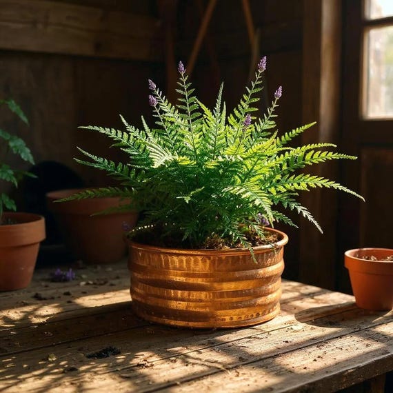 dreieckige blumenksten Dreieck Cortenstahl-Blumenkasten