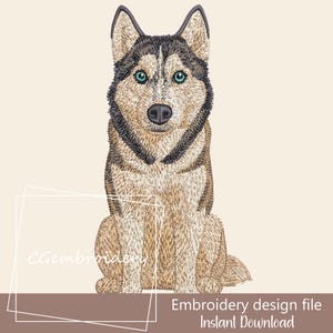 Könnte beinhalten: Ein Stickdesign-Datei mit einem sitzenden Siberian Husky mit leuchtend blauen Augen. Der Hund hat ein braunes und schwarzes Fell mit weißer Brust. Der Text "Embroidery design file Instant Download" befindet sich unten.
