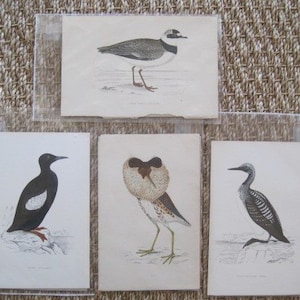4 F.O Morris Antique Hand Colored Book Plates British Game Birds Wild Fowl circa 1870 Original