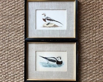 Pair F.O Morris British Game Birds Wild Fowl Framed Original Hand ColoredBook Plates  1870 Ducks Birds