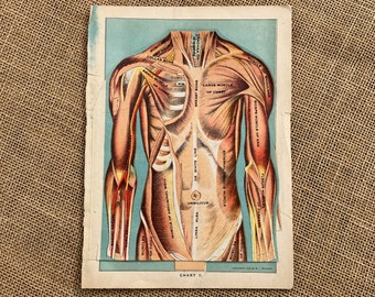 Antique Medical Anatomical Lithograph Human Torso E.J. Stanley 1916 Flip Chart