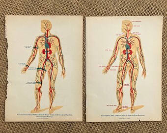 Two Antique Medical Textbook Chromolithograph Images How to Stop Bleeding and Dog Bites E. J. Stanley