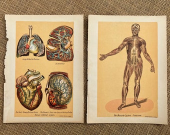 Two Antique Color Book Plates Anatomical Images Vintage Medical Ephemera E. J. Stanley 1916