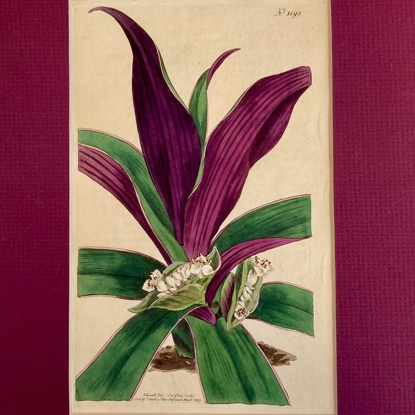 1869 Botanical Book Plate Lithograph Tropical Plant
