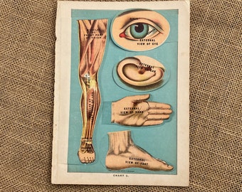 Antique Medical Instructional Lithograph E.J. Stanley 1916 Eye Ear Hand Foot and Leg Flip Chart