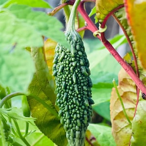 Abashi Bitter Melon Seeds