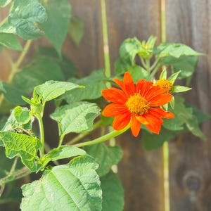 Torch Mexican Sunflower Seeds