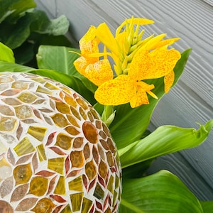 Tall Yellow Canna Lilly (Picasso) Seeds (6 seeds in a pack)